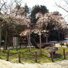 西公園の臥竜梅（がりょうばい）、満開でした。 