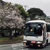 長崎バス 桜とニッキー