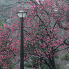 もうじき桜の季節