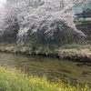 花吹雪の下で