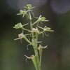 里山の花