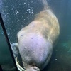 『水族館』横浜・八景島シーパラダイス