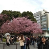 上野公園の桜もそろそろ～！