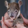 木から落ちたコアラの赤ちゃん、ギプスをつけて生き残る