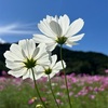 高知　山奈町の可憐なコスモスに癒されました(^^)