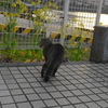 3月前半の #ねこ #cat #猫 その3