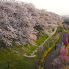 夕暮れのお花見さんぽ｜太陽の村と船岡城址公園（宮城県柴田町）