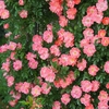 朝撮りの花・・・