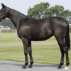 【２０２４年度】インゼルサラブレットクラブ　一口馬主　馬体・血統診断 No.4 ヴィニーの23