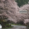 海津大崎、桜開花情報（2017年4月11日8時現在）