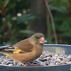 野鳥・・・