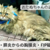 猫の病気・膵炎からの胸膜炎・FIP疑惑 おたぬちゃんの退院後の記録