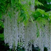 ４月の赤塚植物園、その４。