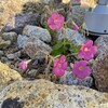 お言葉どおり、この身に成りますように