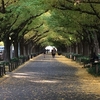 【紅葉便り】神宮外苑のイチョウ並木