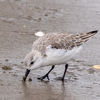 🦜野鳥特捜最前線【134】🆕84種類目「ミユビシギ」🆕85種類目「セグロカモメ」