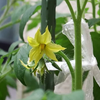 ミニトマト 花が咲いてから実がなるまで