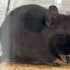 くろごまあん二世 338日目