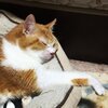 ミミ様の夢を見ました