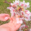 【思い出】桜の季節
