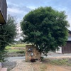 妹んちの植物たち（室外）