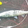 ミョウガが獲れたのでナメロウにしたい！鰺釣り！