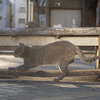 近隣繁華街のねこさん