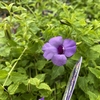 おすすめ植物〜7月17日！　暑い夏には「青い花」！！#青い花 #夏の花 #garden #ガーデニング #flowers #園芸 #植物 #flower #beauty #cute #flowerslovers #green