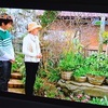 NHKのEテレ「趣味の園芸」出演・・・ハーブの寄せ植えを詳しく