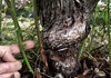 カミキリムシ対策を教えてくれた接ぎ木株