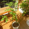 やりたいときに鉢増し…2