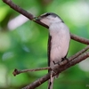 日本　長良川ふれあいの森の野鳥たち