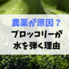 ワックスが原因？ブロッコリーはなぜ水を弾くのか！？