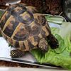 ヒガシヘルマンリクガメ～小松菜よりレタス！