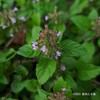 トウバナ Clinopodium gracile