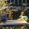 インコ飛来