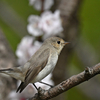杏の花とニシオジロビタキなど