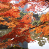 日比谷公園の紅葉！黄葉！　２０１２年１２月５日の散歩でみいつけた♪