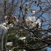 桜の開花