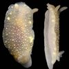 千島列島で発見された新種の軟体動物6種を命名