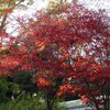 金沢動物園　紅葉