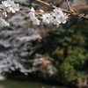 東京の桜を訪ねて⑥『千鳥ヶ淵と千鳥ヶ淵緑道』