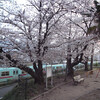 麦野公園の桜（2012.4.3）