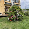 庭の花と季節の変化