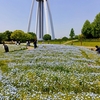 国営木曽三川公園のツインアーチ138とネモフィラ