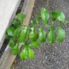 誰が盛大にぶち破れと？