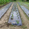 坪庭の除草と松の剪定