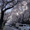 都内の桜とイタリアン（2022）