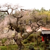 【常陸太田市】泉福寺の枝垂れ桜・・