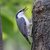 北海道）4日目。札幌、平岡公園。シロハラゴジュウカラ、ハシブトガラ。